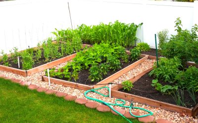6 Tips to Help Your Garden Survive Summer Heat